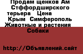Продам щенков Ам.Стффордширского терьера › Цена ­ 5 000 - Крым, Симферополь Животные и растения » Собаки   